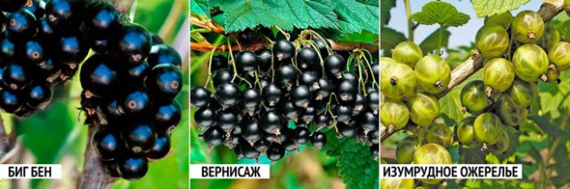 5 ошибок при выращивании смородины, которые лишают вас урожая