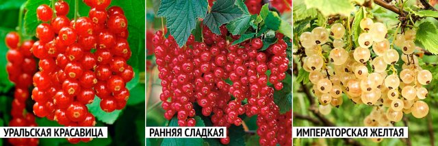5 ошибок при выращивании смородины, которые лишают вас урожая