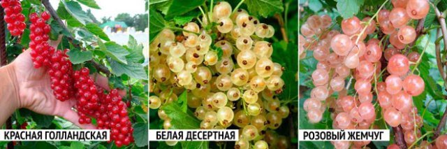 5 ошибок при выращивании смородины, которые лишают вас урожая