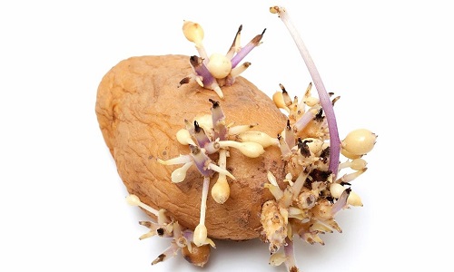 Как сохранить продукты свежими