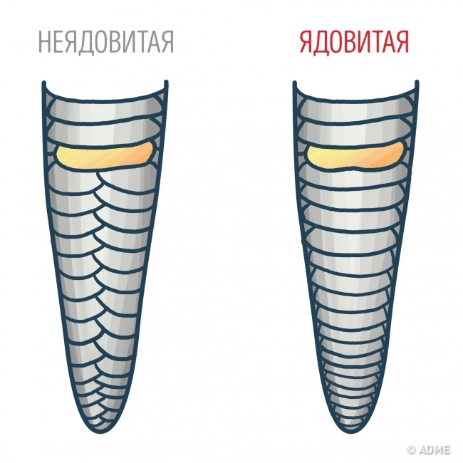 Знание этих 15 фактов однажды может спасти вашу жизнь