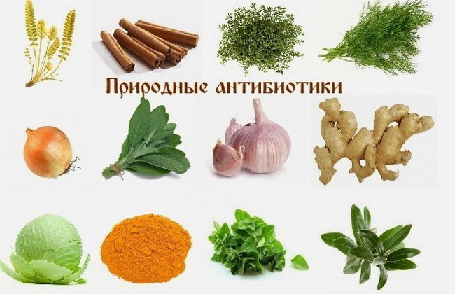 Самый мощный природный антибиотик в мире, лечит инфекции и убивает паразитов. Смотри!
