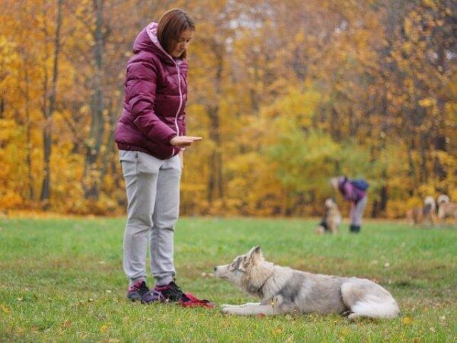 11 вещей, которые ненавидят собаки… НЕ делайте этого!