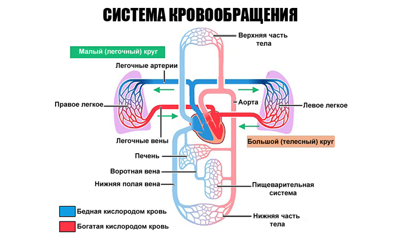 Это вовсе не простуда! Вот как распознать сердечный кашель и вовремя начать лечение. Тот случай, когда лучше «перебдеть» и спасти себе жизнь.