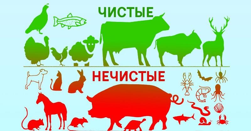 Ученые решили разобраться, почему Бог разделил животных на чистых и нечистых. Пересмотрю свое питание…