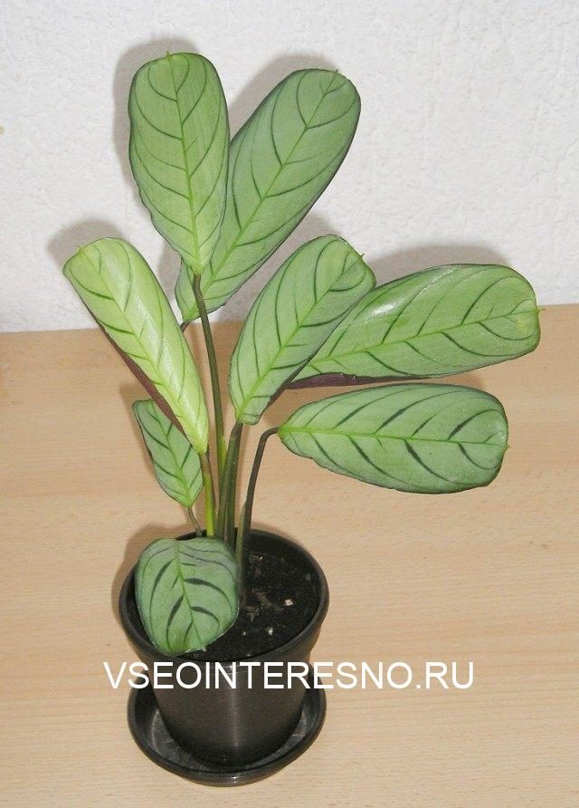 Ктенанта — крокодиловый лист